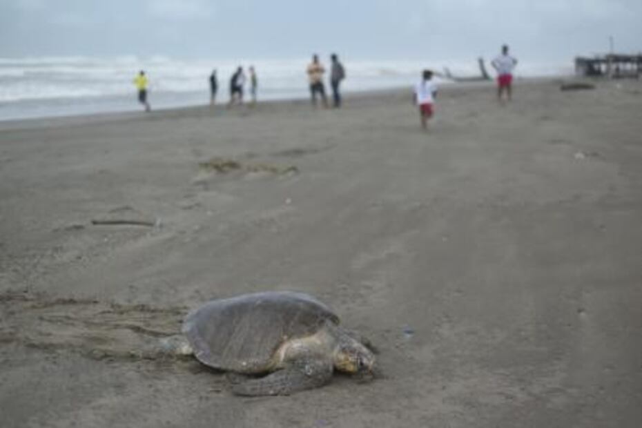 “Súper tortugo” el guardián de las tortugas en Guerrero
