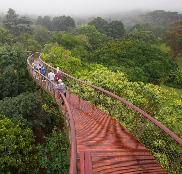 El recorrido por este puente transcurre por encima y a través de las copas. (Foto: Adam Harrower/SANBI)