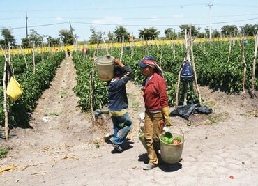 Analizan crear colegios en campos agrícolas