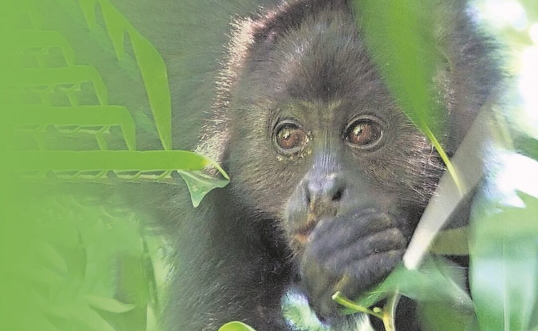 EU es el décimo país más biodiverso del mundo y el que tiene la mayor cantidad de leyes, 24, y disposiciones asociadas, 116, relacionadas con la extracción, gestión en cautiverio y comercio de fauna silvestre. Foto: Cortesía