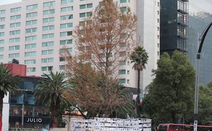 Debido a las condiciones que presenta, ahuehuete de Reforma será aislado con tapial de protección