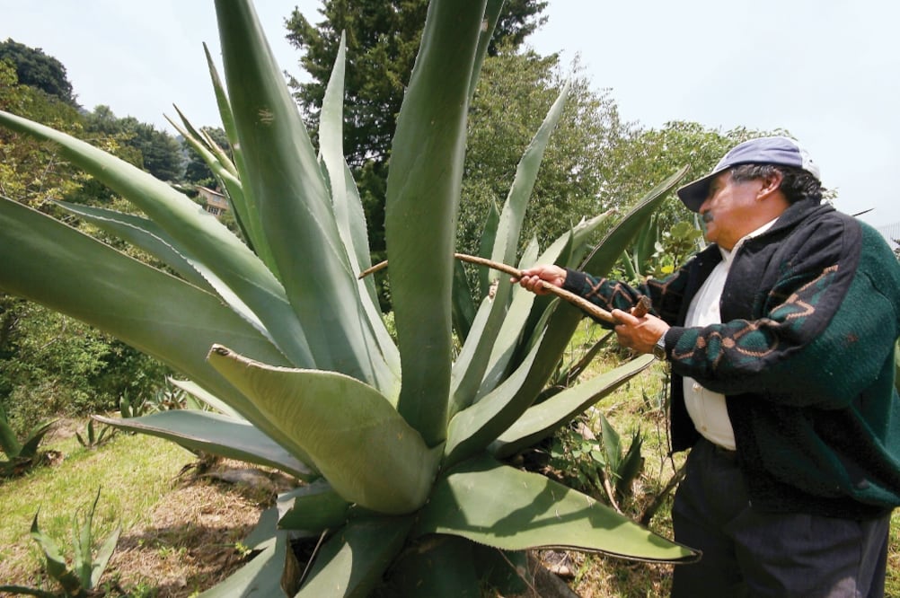 Fabricantes de maguey aseguran que un grupo de delincuentes derriba sus plantas mientras que la piel y pencas las revenden en un mercado cercano (ARCHIVO EL UNIVERSAL)