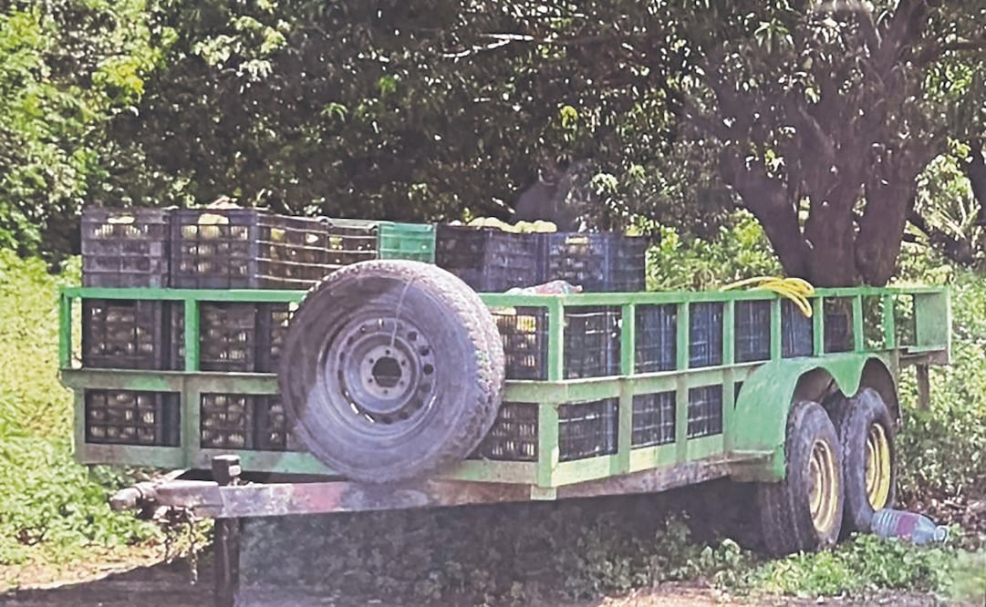 La Marina prentendía obtener hasta 3.6 millones de pesos por la venta de mango producido en Chiapas. Foto Especial