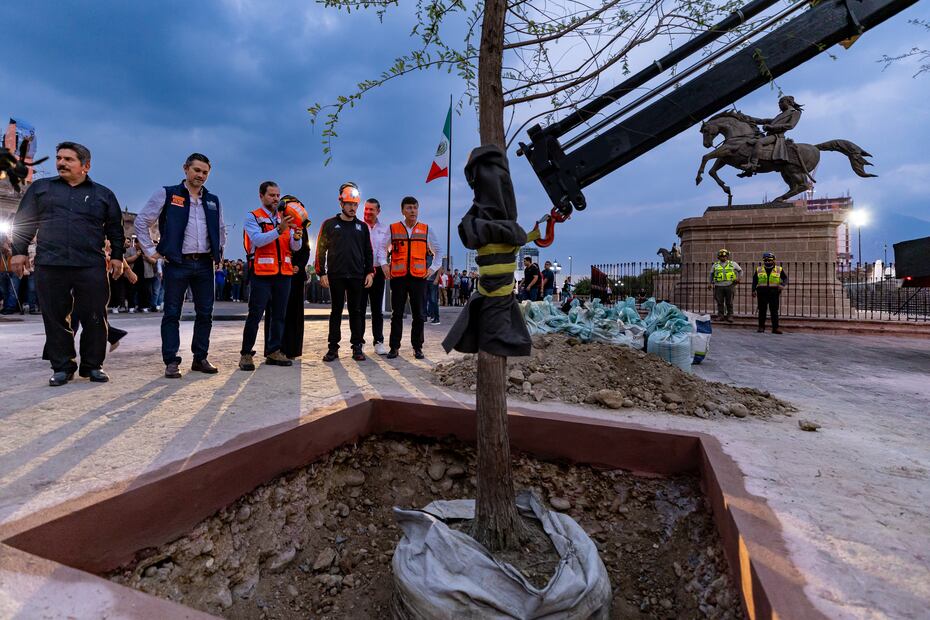 Samuel García inicia reforestación en la Macroplaza de Monterrey; plantarán 64 árboles nativos.
Foto: Especial.