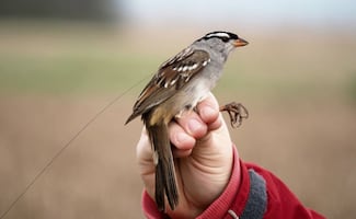 Haz de tu jardín un refugio de vida; el método en 3 pasos para atraer pájaros