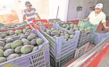 Cofece sanciona con 40 mdp a aguacateros