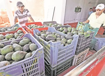 Cofece sanciona con 40 mdp a aguacateros