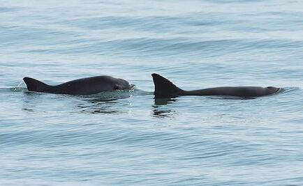 Buscan preservar a la vaquita marina