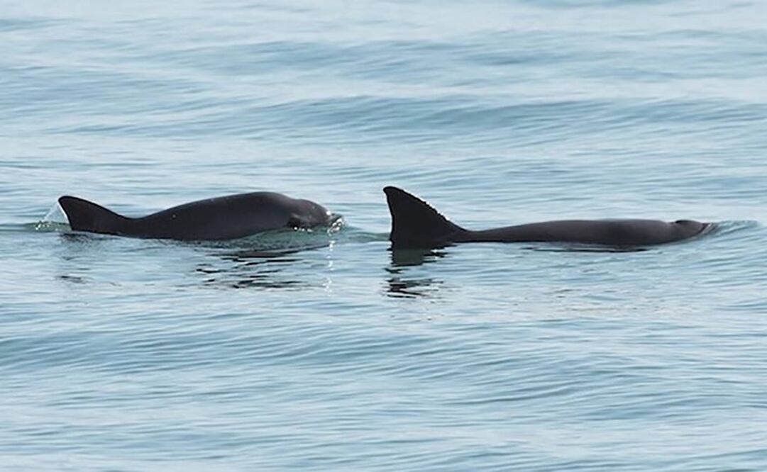 Foto tomada de: www.conanp.gob.mx/vaquita_marina