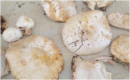 Por consumir hongos silvestres, se intoxican 12 personas en Chiapas