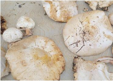 Por consumir hongos silvestres, se intoxican 12 personas en Chiapas