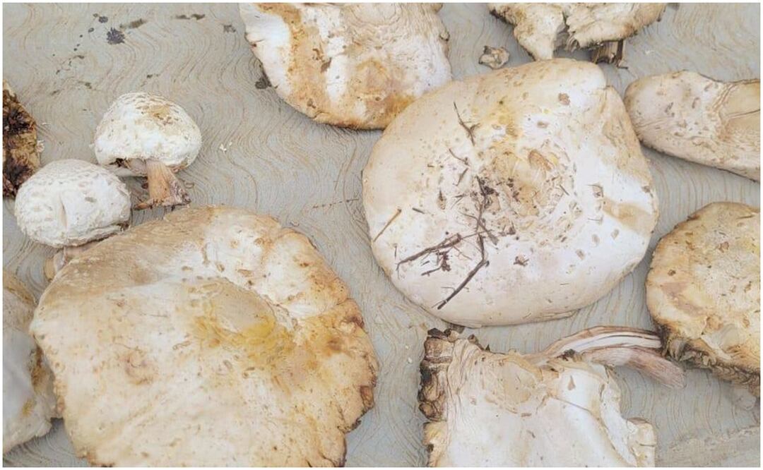 Una familia se intoxicó en Chiapas por comer hongos silvestres; tuvieron que ser trasladados al hospital para su atención medica por presentar mareos, vómito y diarrea entre otros síntomas. Foto: Cortesía