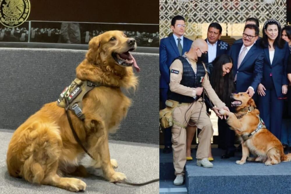 Lucas realizó labores de servicio durante 6 años. /  Foto: Cámara de Diputados / Twitter @Dip_OlgaChavezR