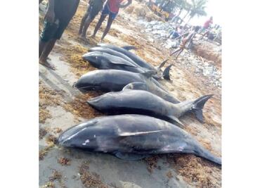 Encuentran al menos 60 delfines muertos en costas de Ghana