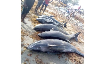 Encuentran al menos 60 delfines muertos en costas de Ghana