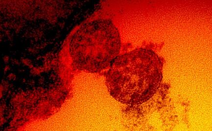 InDRE confirma que mutación E484K, presente en variante brasileña, llegó a México