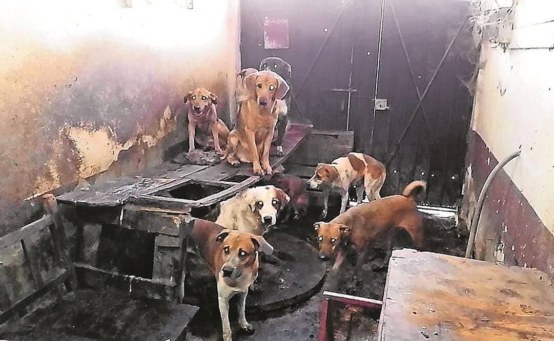 Camada Nitin Neza llama a las personas a aportar comida y herramientas para cuidar a los perros. Foto: Archivo/ EL UNIVERSAL 