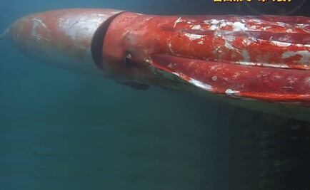 Hombre halló un calamar gigante en puerto de Japón