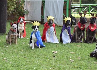¡Jesús, María y José! Así fue la pastorela protagonizada por lomitos en Veracruz