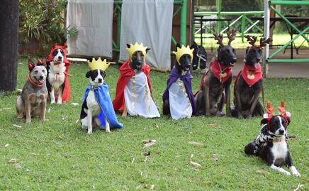 ¡Jesús, María y José! Así fue la pastorela protagonizada por lomitos en Veracruz