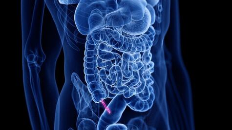 ¿Por qué el apéndice no es tan inútil como se pensaba?