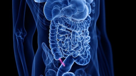 ¿Por qué el apéndice no es tan inútil como se pensaba?