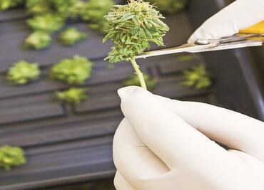 Mexico senate passes medical marijuana bill