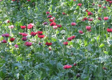Destruye PGR 400 mil plantas de amapola en Guerrero
