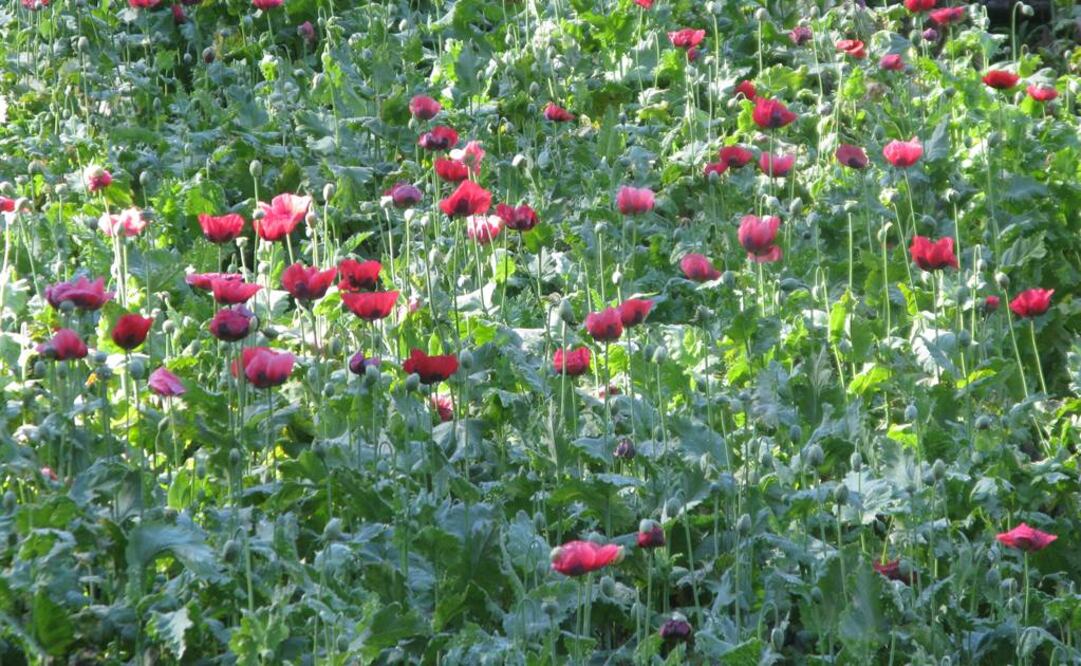 Destruye PGR 400 mil plantas de amapola en Guerrero