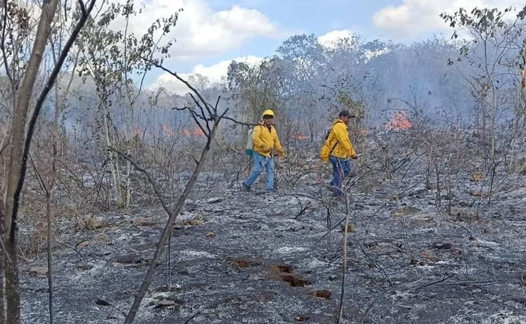 Incendios forestales activaron un plan de emergencia en el sur del estado. Foto: especial
