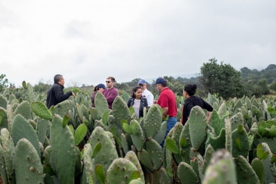 Tours gastronómicos en la CDMX