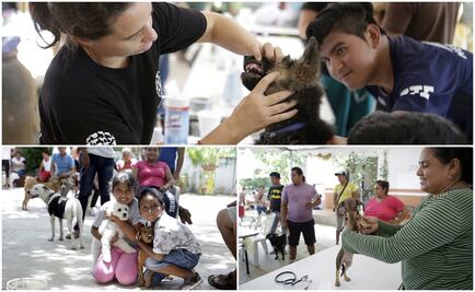 Mascotas en Oaxaca reciben atención médica tras sismo