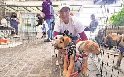 Una campaña para hacer que adopten a los caninos