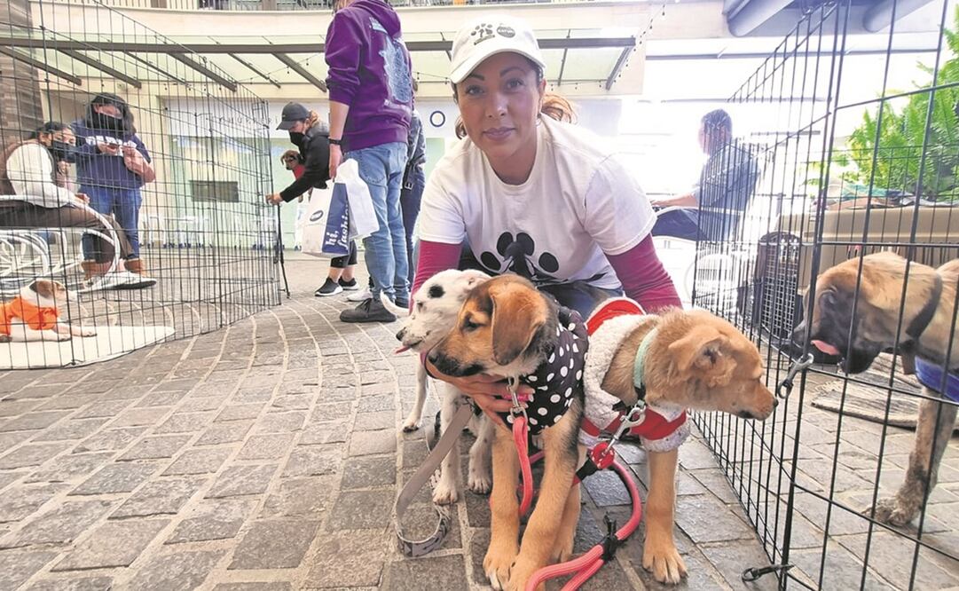 En Metepec existen 22 mil perros en situación de calle, según ONG. Claudia González / EL UNIVERSAL