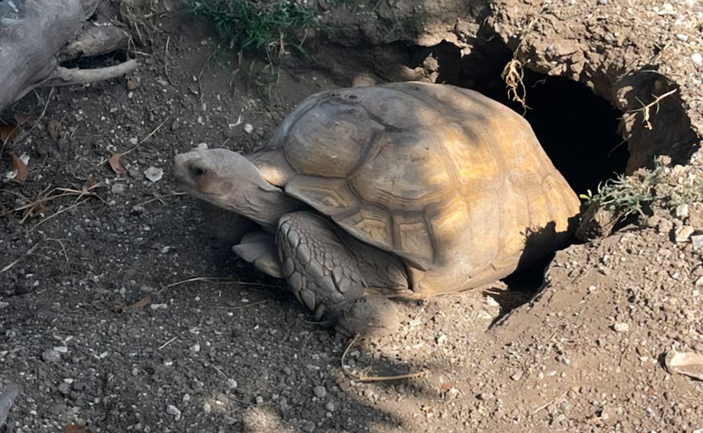 Tortuga rescatada junto a más de 130 animales en Tamaulipas (28/08/2026). Foto: Especial
