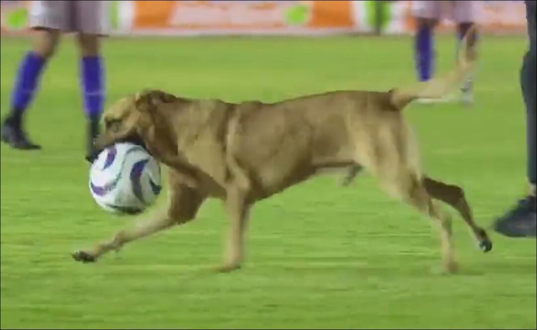 Perrito se metió a la cancha en la liga de expansión - Foto: Especial