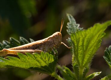 ¿Qué significa encontrarte un chapulín? Conoce algunas interpretaciones