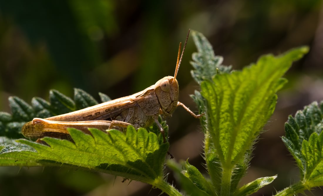 Conoce el significado de encontrarte un chapulín en tu casa, en tu jardín o en la calle. Foto: Canva