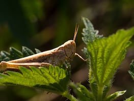 ¿Qué significa encontrarte un chapulín? Conoce algunas interpretaciones
