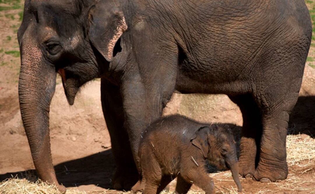 "Copias extra" ayudan a eliminar de raíz las posibles células cancerígenas. Foto: Archivo