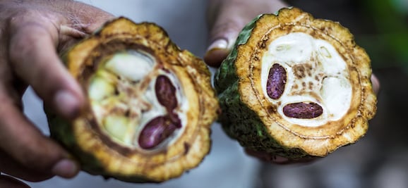 Ecuador: tierra de grandes cacaos