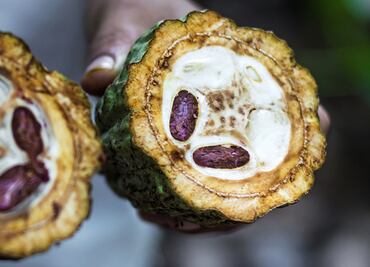 Ecuador: tierra de grandes cacaos