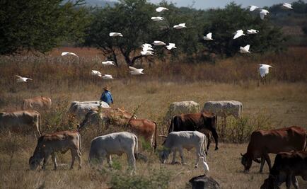 Avanza en Jalisco campaña contra tuberculosis