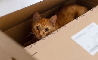 Más que un juego; la explicación evolutiva de por qué los gatos adoran las cajas