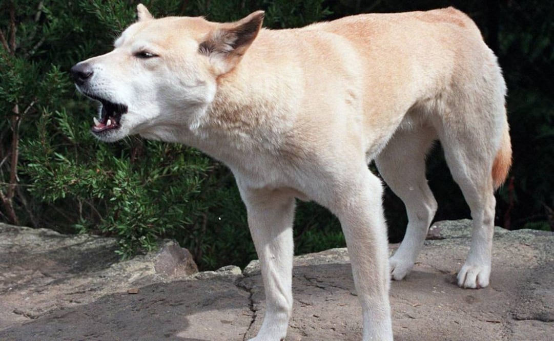 Investigación partió de la preocupación de que el cruce del dingo con otros canes pudiera afectar a sus hábitos alimenticios. Foto: Archivo