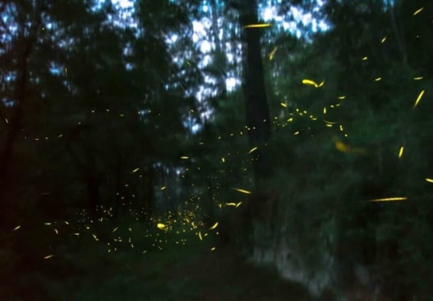 Qué pasará con la visita al Santuario de las luciérnagas, en 2020