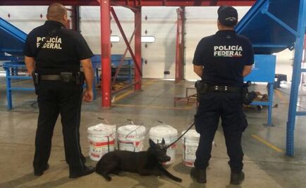 Agentes caninos detectan 70 kilos de marihuana en Veracruz 