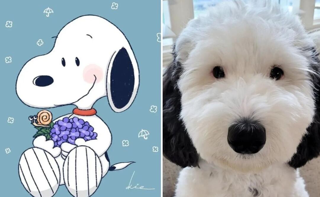 En redes sociales se ha hecho viral una perra que tiene un enorme parecido con el famoso Snoopy. Foto: Instagram. @snoopypeanutss y @bayley.sheepadoodle