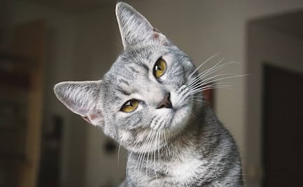 Denuncian fiesta electrónica y policía encuentra a un gato “escuchando” música