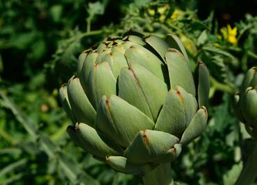 Té de alcachofa para controlar la presión arterial